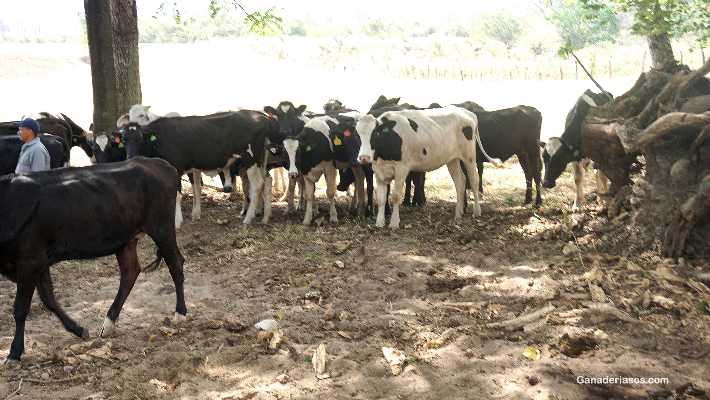 INTOXICACIÓN ACCIDENTAL POR TANINOS EN BOVINOS