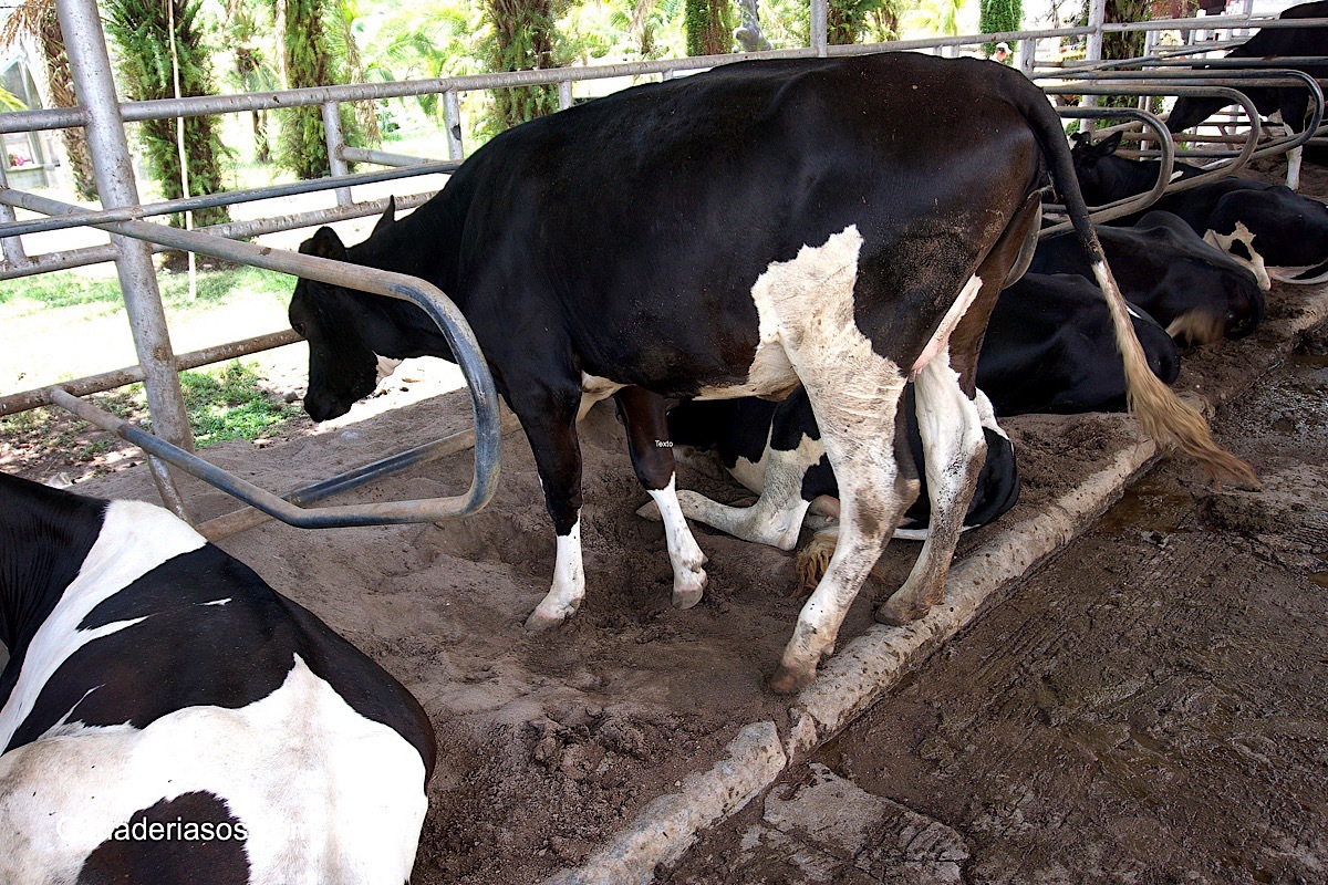 DESPACITO….AL RITMO DE LA VACA