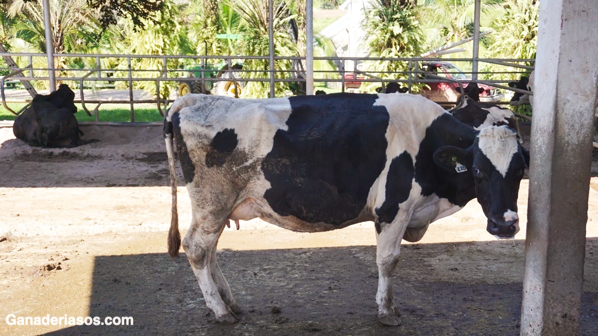 INCIDENCIA E IMPORTANCIA DE LOS GOTEOS DE LA LECHE EN LA VACA SECA