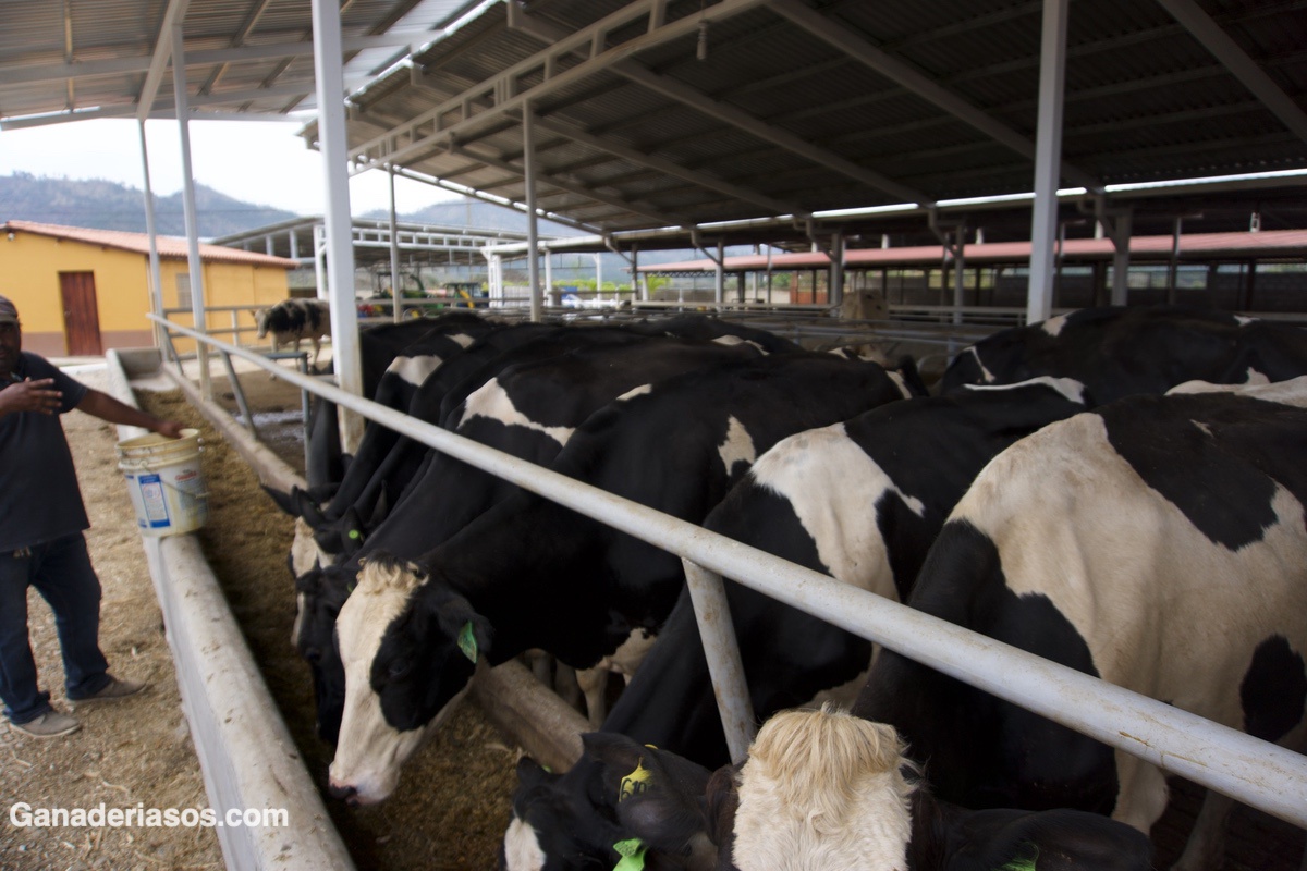 BALANCE DE AMINOÁCIDOS DURANTE EL PERÍODO DE TRANSICIÓN EN VACAS LECHERAS. ¿POR QUÉ ES TAN IMPORTANTE?