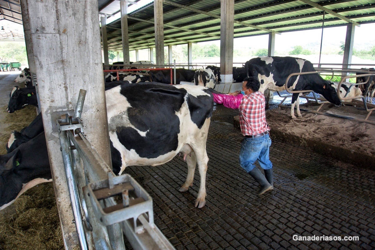 CÓMO INSEMINAR A VACAS Y VAQUILLAS DE FORMA ARTIFICIAL