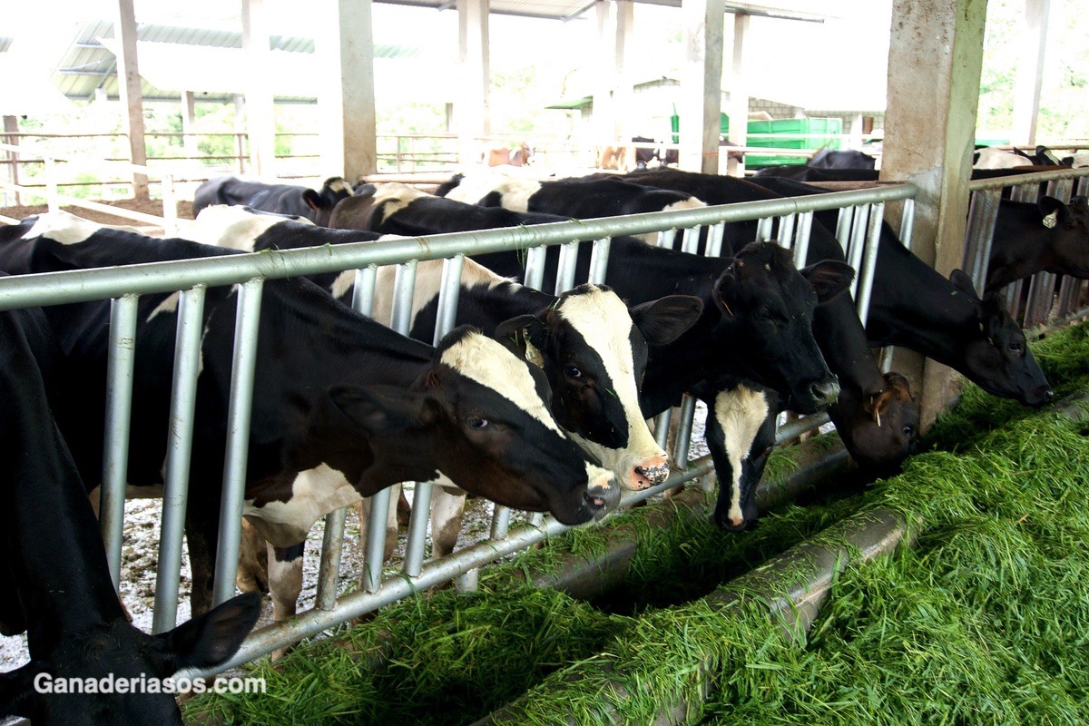 MEJORA DE LA RENTABILIDAD DE LAS EXPLOTACIONES A TRAVÉS DEL MANEJO ALIMENTARIO