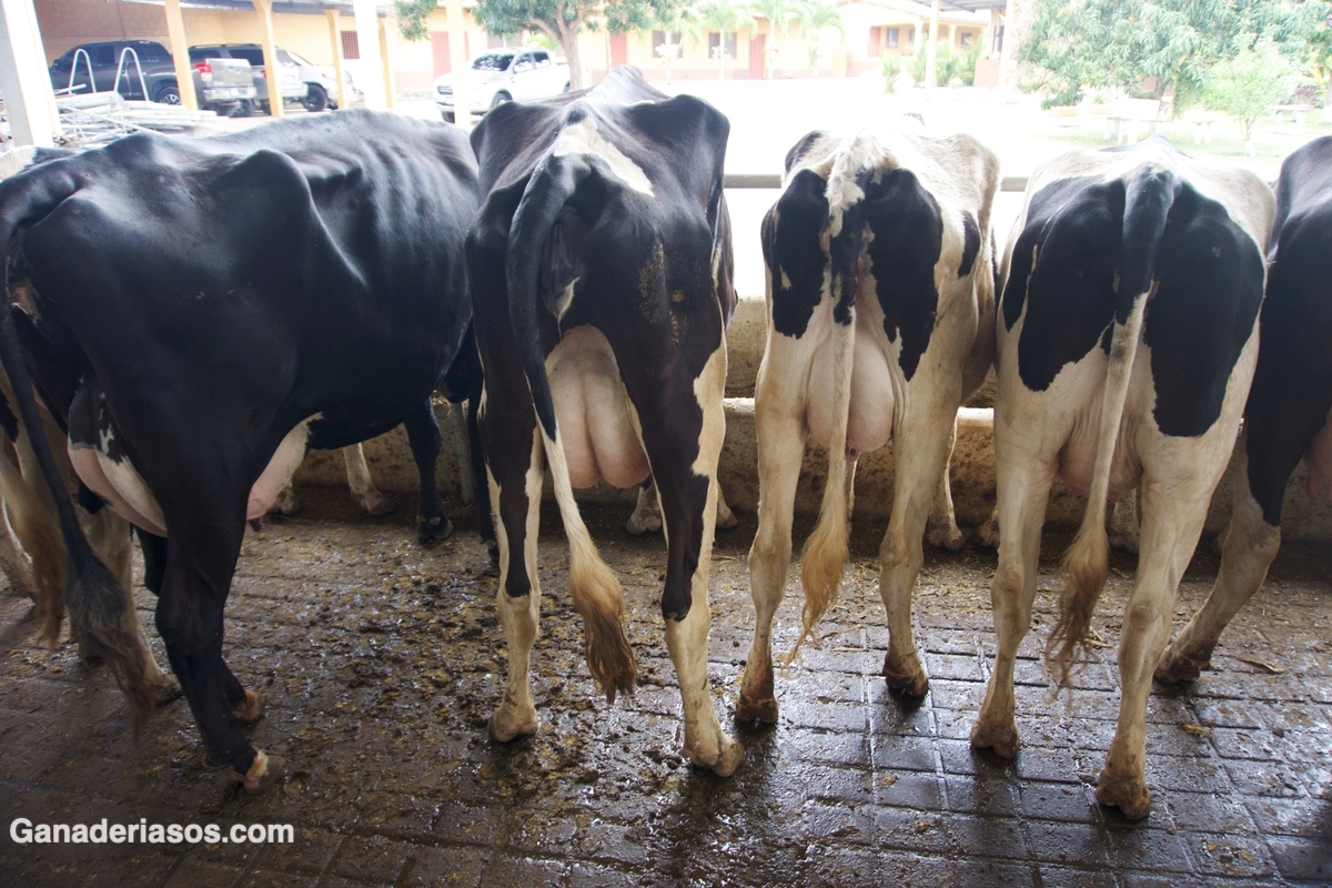 ESCOGIENDO UNA PAJILLA: ¿SEMEN CONVENCIONAL, SEXADO O DE CARNE?