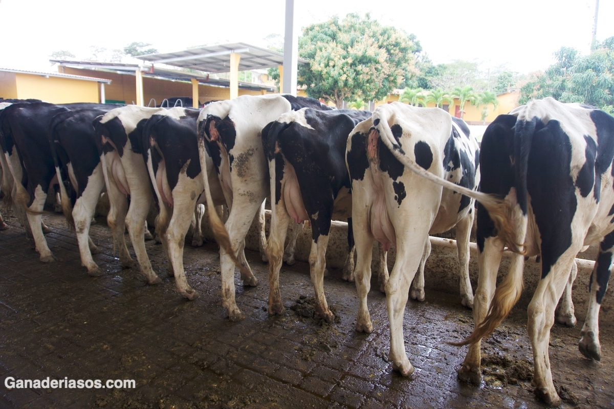 EFECTO DE LA MASTITIS CLÍNICA SOBRE LA CULMINACIÓN DE LA PREÑEZ EN VACAS HOLSTEIN DE CRIANZA INTENSIVA