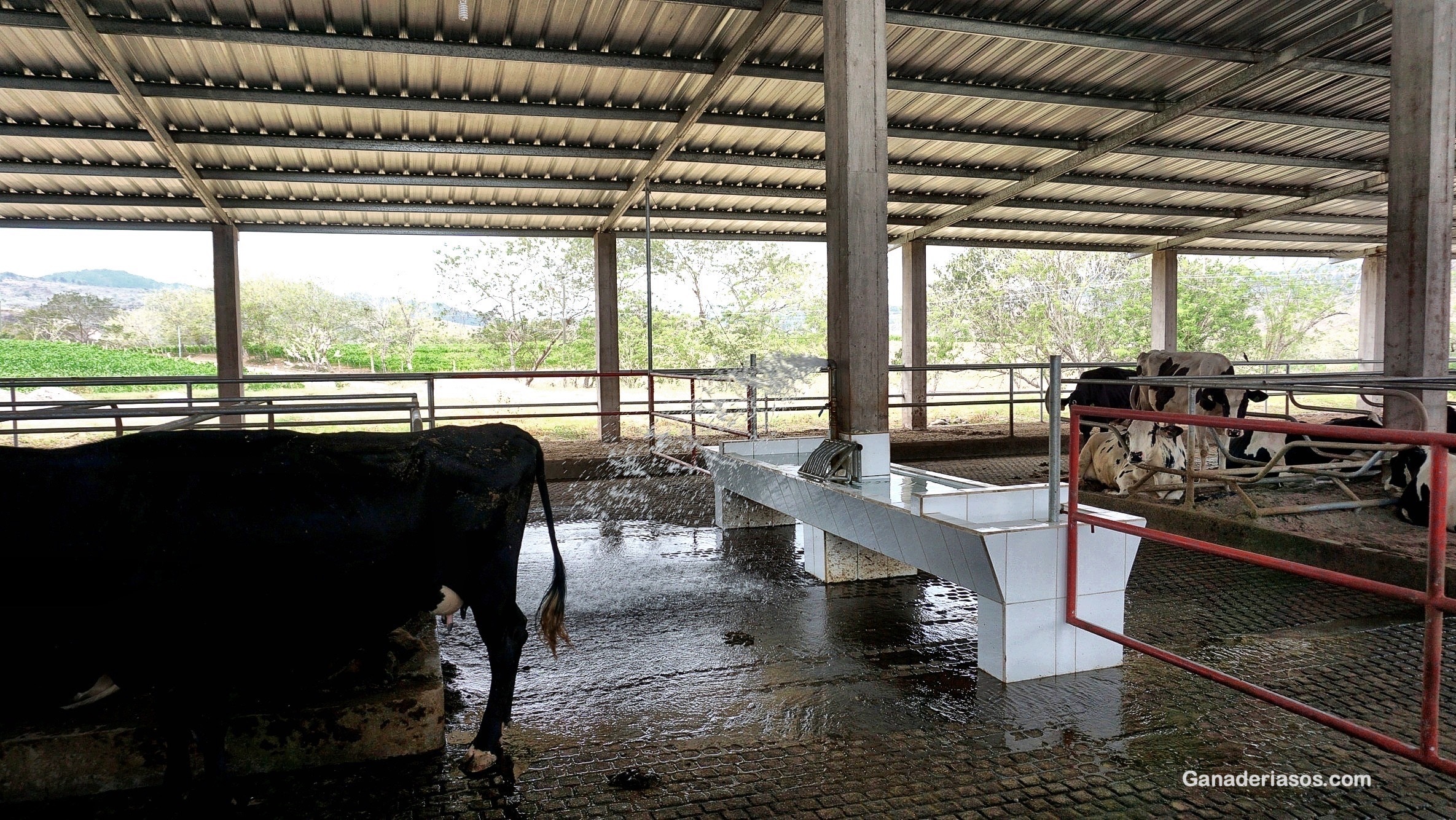 LA IMPORTANCIA DE GESTIONAR BIEN EL DÍA A DÍA DE SUS VACAS