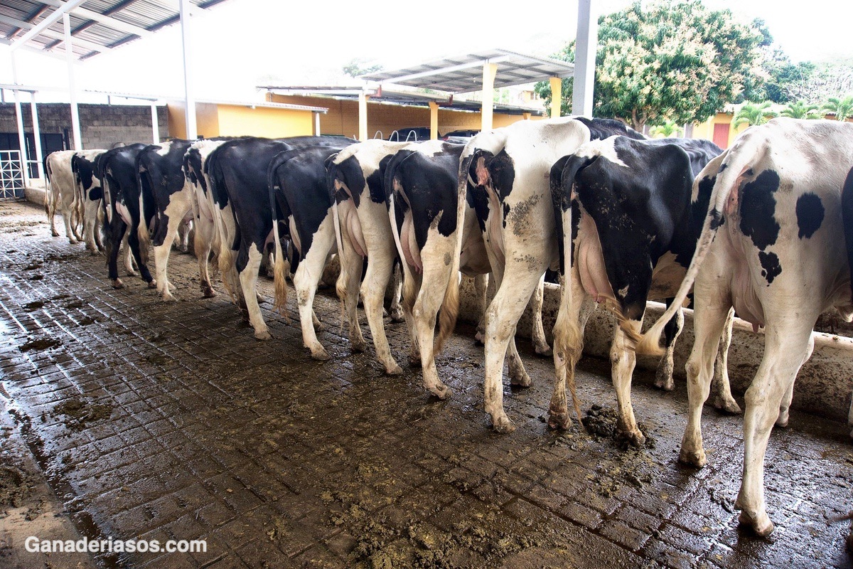 ESTRATEGIAS AGRESIVAS DE MANEJO PARA MEJORAR LA EFICIENCIA REPRODUCTIVA DE VACAS LECHERAS EN LACTANCIA