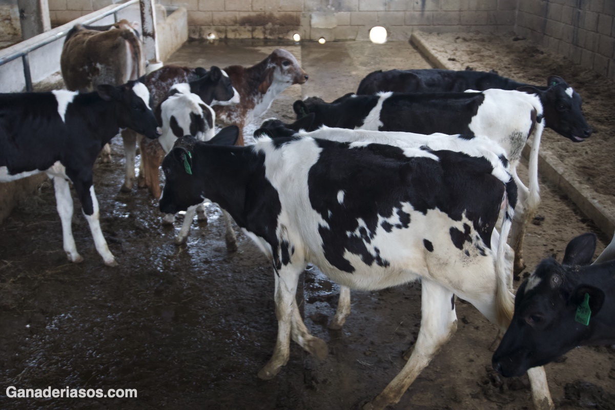 SUMPLEMENTACIÓN DE GRASAS EN LA ALIMENTACIÓN DE VACAS LECHERA