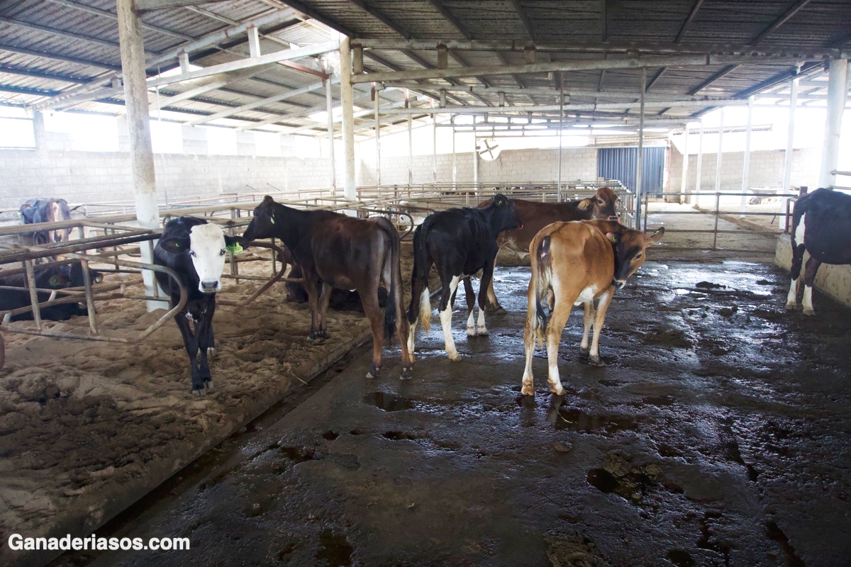 PROPONEN CAMBIOS PROFUNDOS EN LA NUTRICIÓN DE RUMIANTES