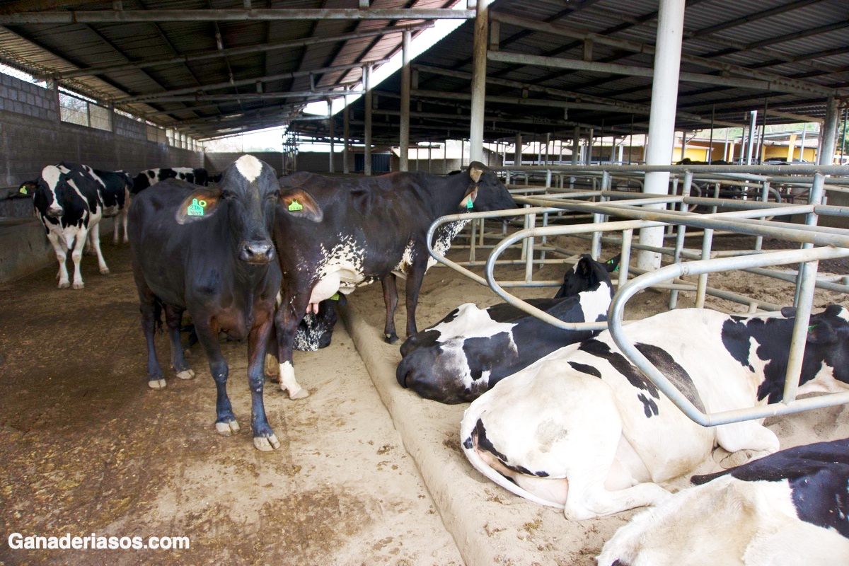 HIPOCALCEMIA EN VACAS. SI SE TRABAJA ANTES, NO HAY NADA QUE TEMER