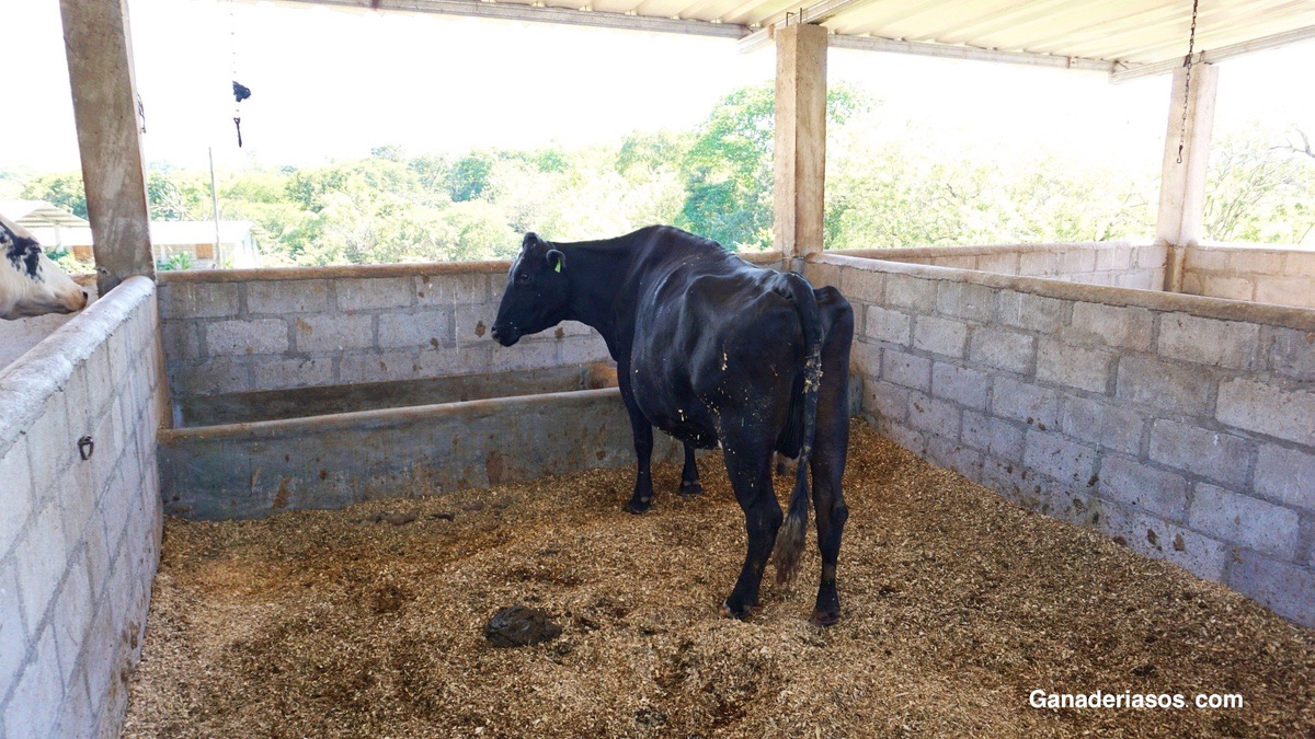 MANEJO DE PRE- PARTO EN REBAÑOS LECHEROS