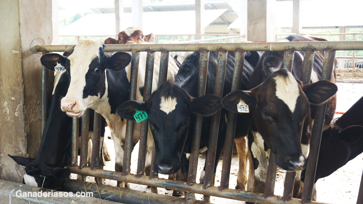 ¿LOS ALTOS RENDIMIENTOS EN PRODUCCIÓN LECHERA, AFECTAN LA FERTILIDAD DEL RODEO?