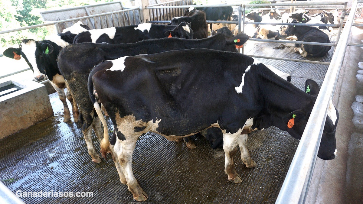 LA VACA SECA – IMPORTANCIA DEL PERÍODO DE TRANSICIÓN EN LA SALUD POST-PARTO DE LAS VACAS DE ALTA PRODUCCIÓN.