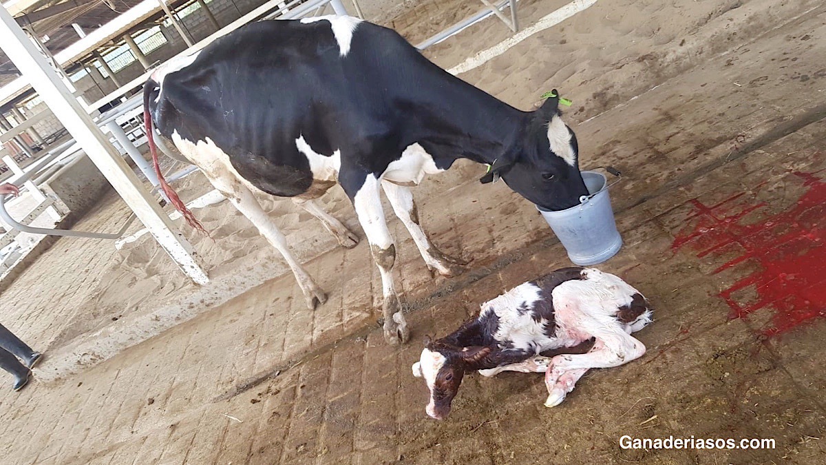 CÓMO ASISTIR EL PARTO DE UNA VACA