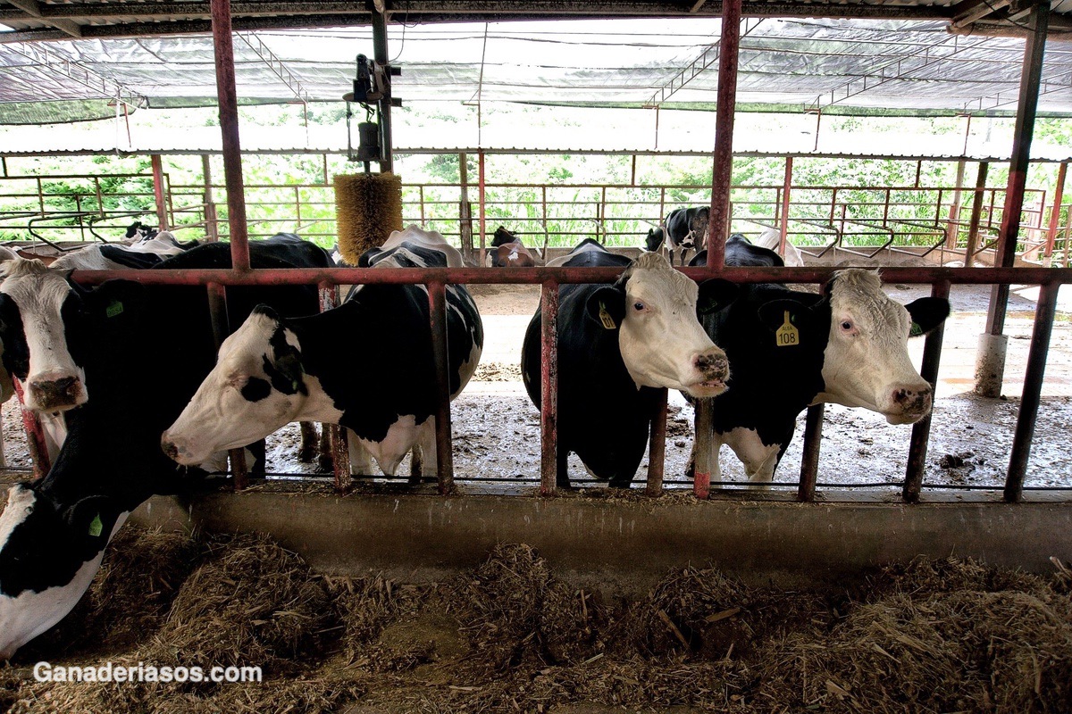 EFICACIA DE DOS VACUNAS, CONGELADA Y REFRIGERADA, CONTRA LA TRISTEZA PARASITARIA BOVINA