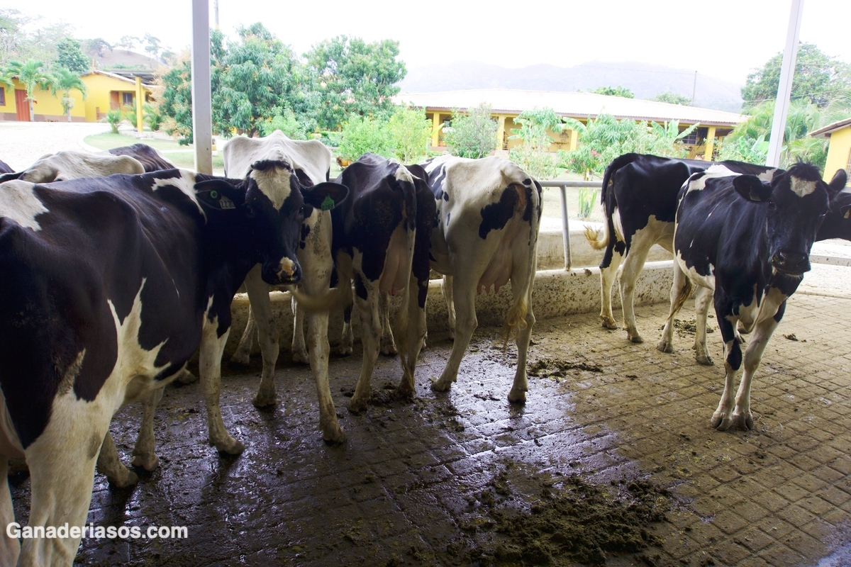 ¿CÓMO INFLUYE LO QUE COME LA VACA EN LA CALIDAD DE LA GRASA DE LA LECHE?