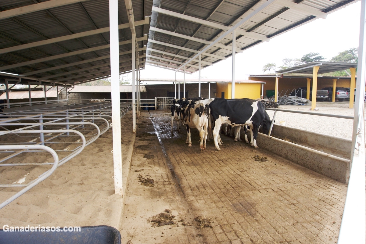 CÓMO ALIMENTAR GANADO