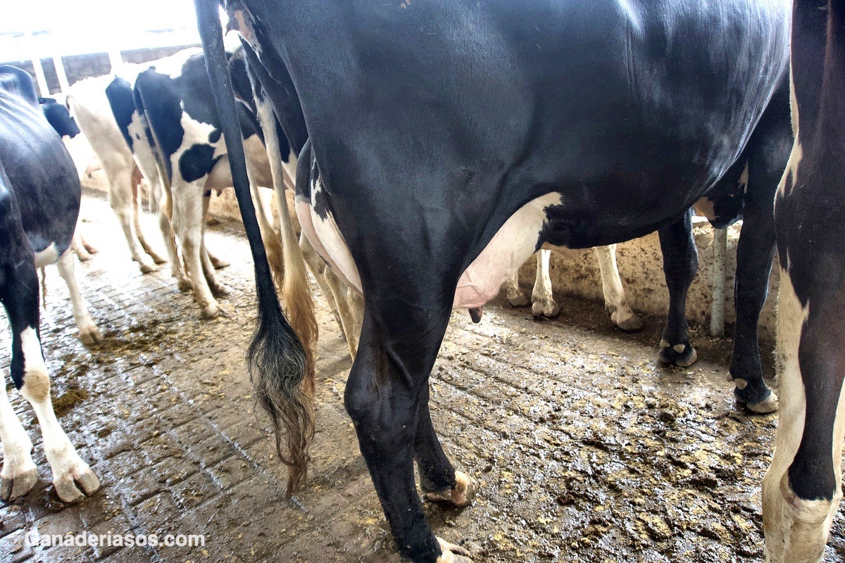 ESTRATEGIAS DE MANEJO EN GANADO LECHERO PARA MEJORAR LA CALIDAD DE ...