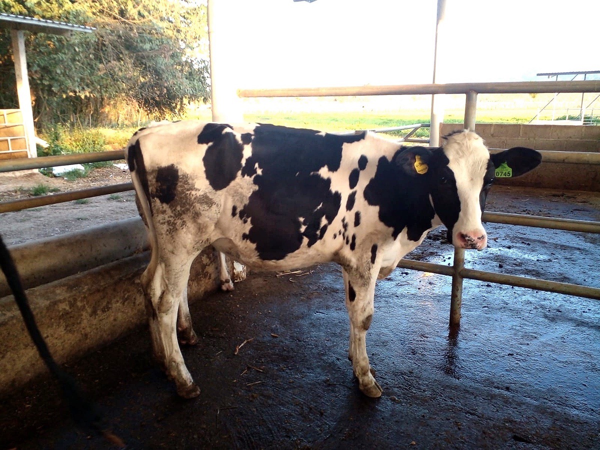 MANEJO DE LA RECRÍA EN UNA EXPLOTACIÓN DE VACUNO LECHERO