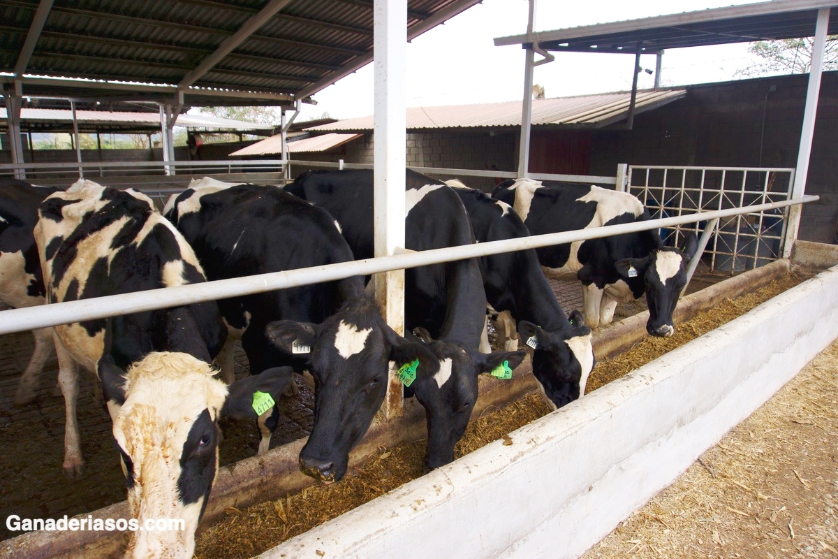 COMEDEROS INTELIGENTES EVALÚAN LA CONDUCTA DE LAS VACAS