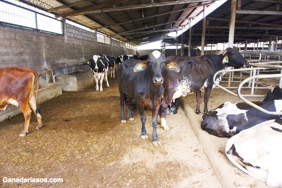 LA RELACIÓN ENTRE NUTRICIÓN Y MASTITIS EN VACAS LECHERAS