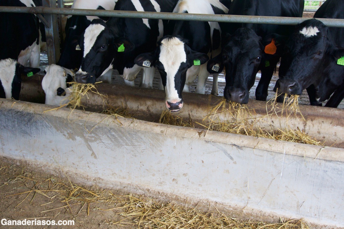 BALANCE DE AMINOÁCIDOS DURANTE EL PERIODO DE TRANSICIÓN EN VACAS LECHERAS: ¿POR QUÉ ES TAN IMPORTANTE?