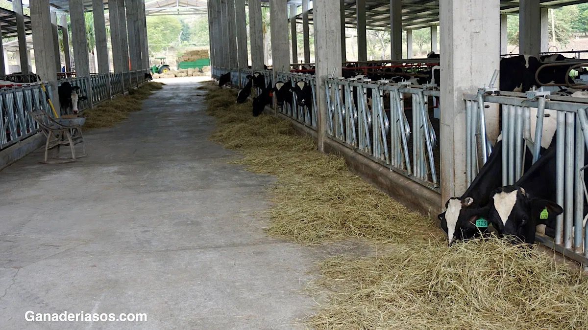 ¿CUANTO ALMIDÓN PRECISA LAS VACAS DE LECHE EN SU RACIÓN?