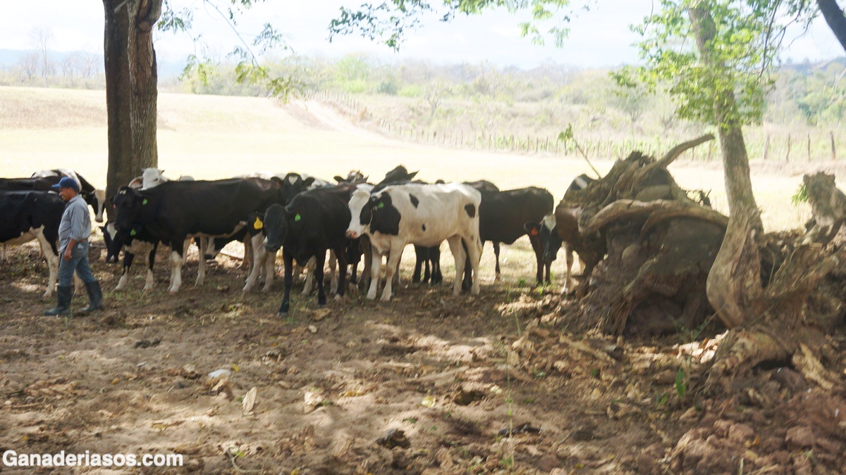 ALTURA A LA CADERA E INDICADORES PRODUCTIVOS Y REPRODUCTIVOS EN VACAS LECHERAS EN PASTOREO