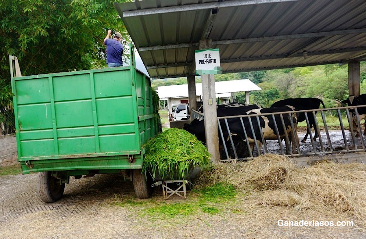 LAS VENTAJAS DE TRABAJAR EN INTENSIVO CON HIERBA FRESCA EN PESEBRE