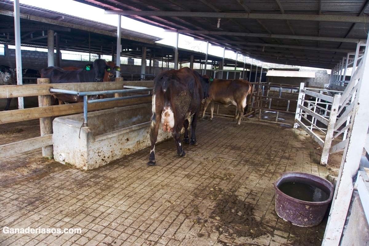 LA IMPORTANCIA DEL TIPO DE CASEÍNA DE LA LECHE EN LA SELECCIÓN GENÉTICA DEL GANADO BOVINO