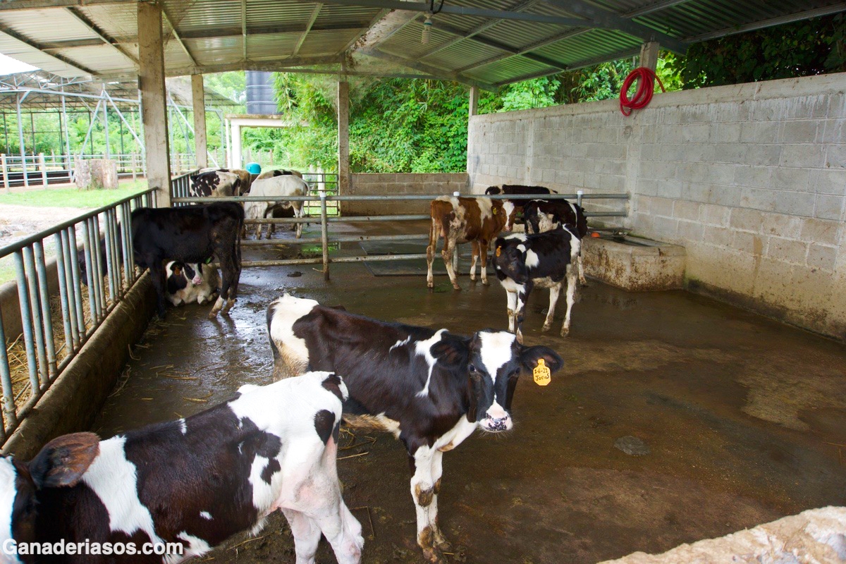 FÓRMULAS PARA POTENCIAR EL DESTETE TEMPRANO