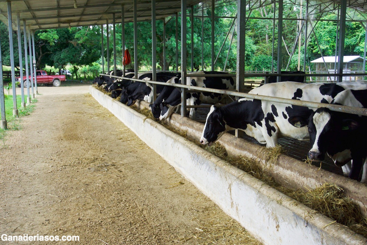 SÍNDROME DEL BAJO TENOR DE GRASA EN LECHE