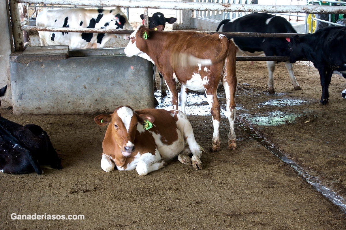 EFECTOS GENÉTICOS ADITIVOS Y NO ADITIVOS EN CRUCES ROTACIONALES HOLSTEIN×JERSEY Y HOLSTEIN×PARDO SUIZO