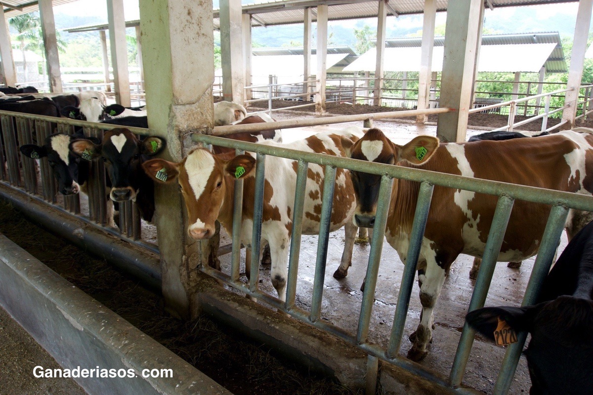 EFICIENCIA DEL DIAGNÓSTICO DE GESTACIÓN TEMPRANA EN VACAS HOLSTEIN FRIESIAN