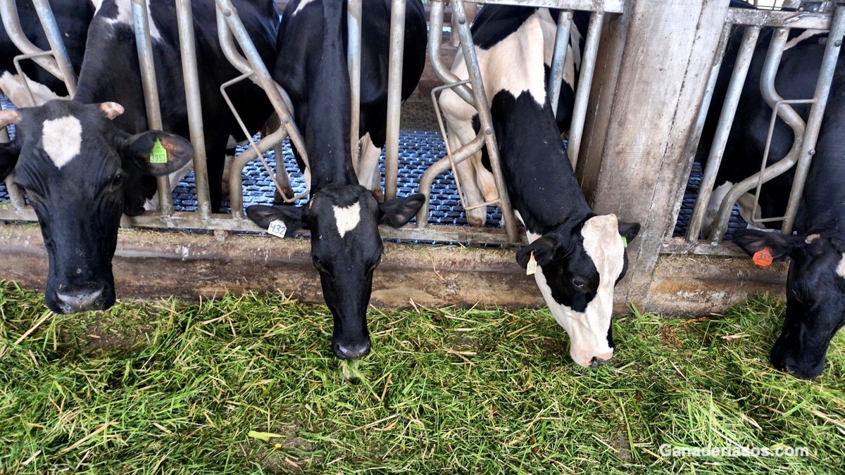 “ELIMINANDO LOS GENOTIPOS A1 LAS GANADERÍAS DE VACUNO DE LECHE DARÍAN UN PASO DE FUTURO”