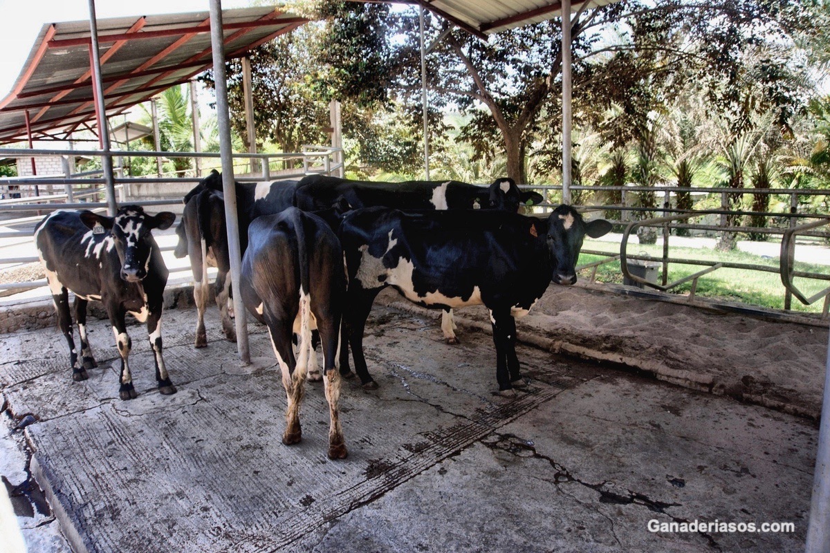 EFECTO DE NIVEL DE ENSILAJE DE MAÍZ SOBRE EL COMPORTAMIENTO REPRODUCTIVO EN VACAS HOLSTEIN EN PRODUCCIÓN