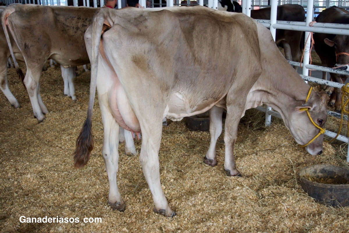 EFICIENCIA ALIMENTARIA EN VACAS DE LECHE