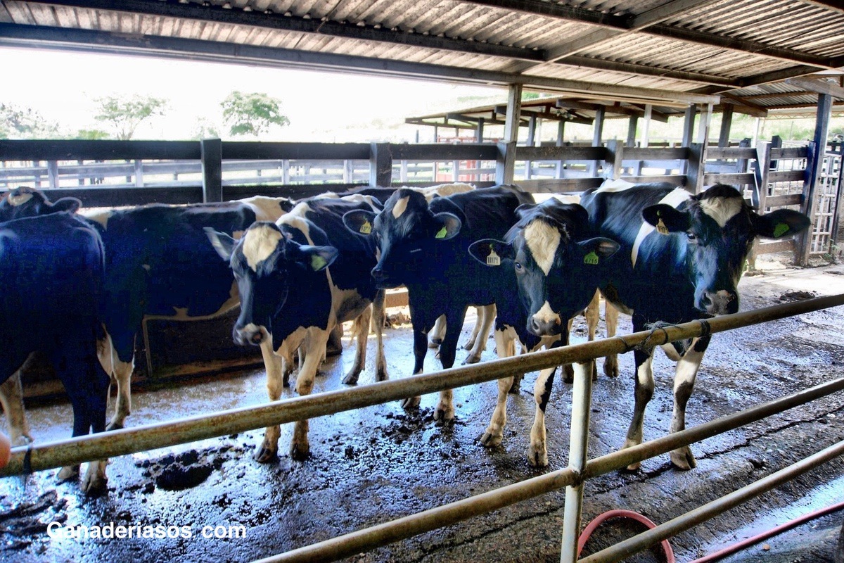 “TRATAR EL AGUA PARA LAS VACAS NO ES UN GASTO, ES UNA INVERSIÓN MUY RENTABLE PARA EL GANADERO”