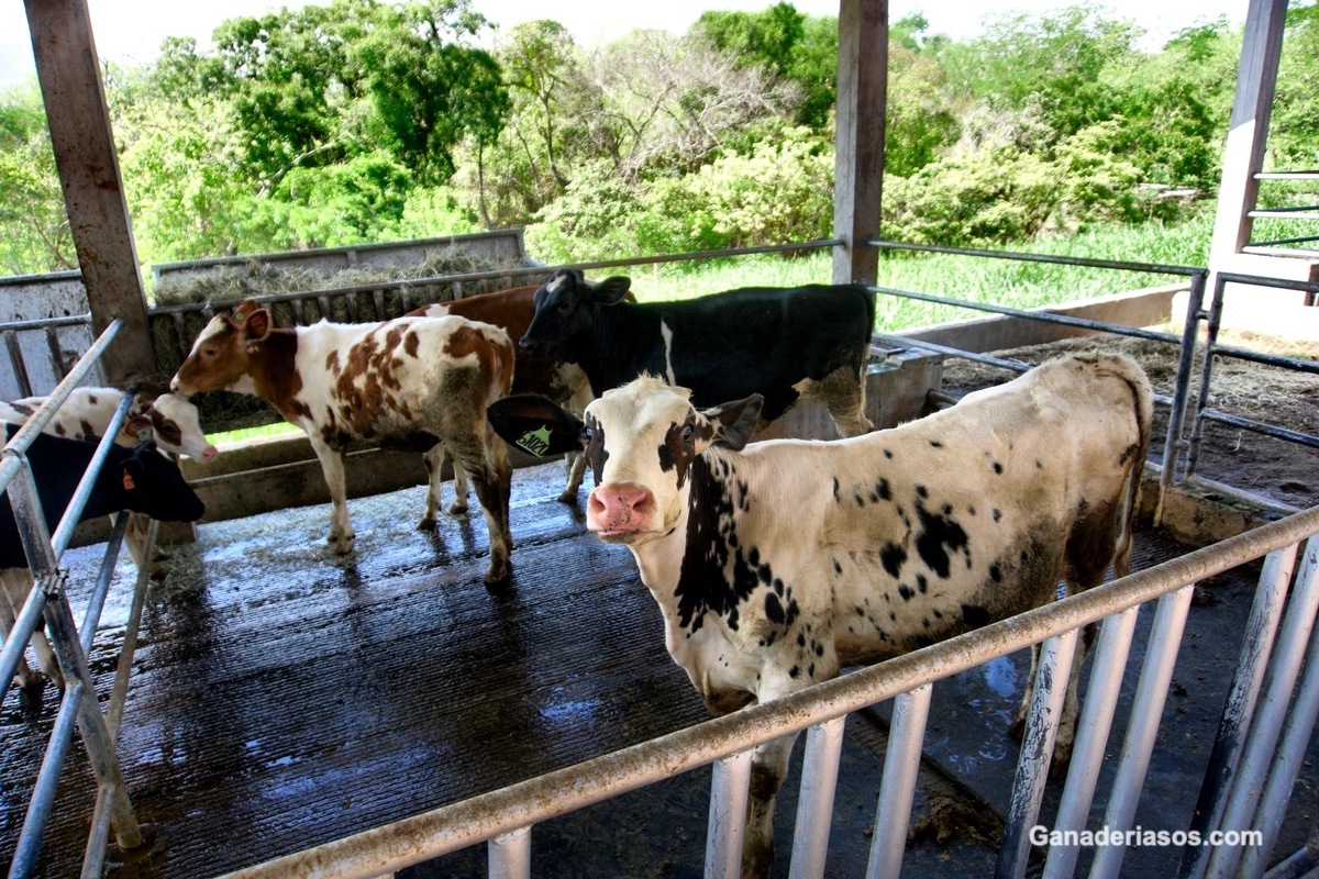 CONOCER EL COMPORTAMIENTO DE LOS ANIMALES PARA MEJORAR SU BIENESTAR Y SU PRODUCTIVIDAD