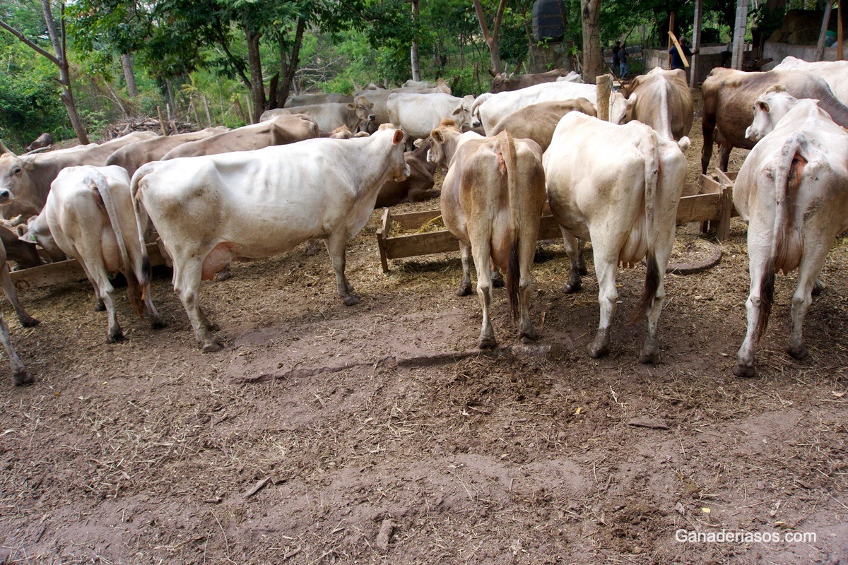 PODODERMATITIS DIFUSA ASÉPTICA DEL BOVINO (LAMINITIS)