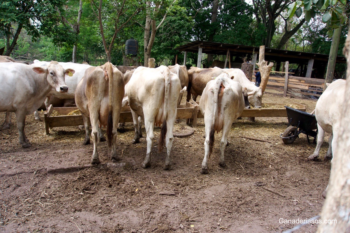 RETENCIÓN PLACENTARIA EN VACAS