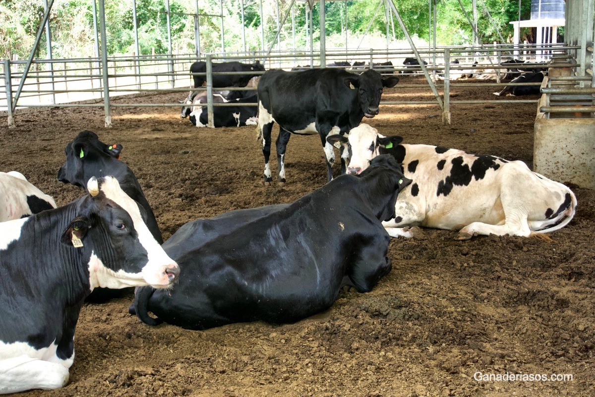 ESTRATEGIAS AGRESIVAS DE MANEJO PARA MEJORAR LA EFICIENCIA