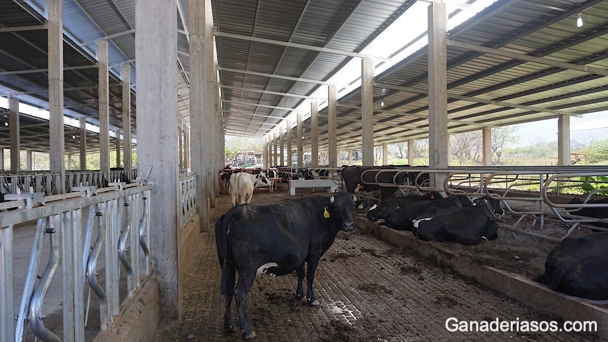 ¿QUÉ COSTE PROVOCA LA MAMITIS EN UNA  GANADERÍA DE VACUNO DE LECHE?