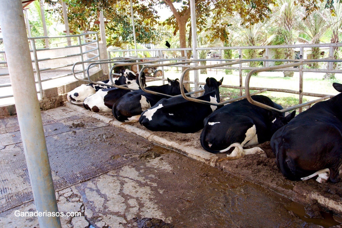 LOS COMPONENTES DE LA LECHE DEPENDEN DEL ESTADO RUMINAL