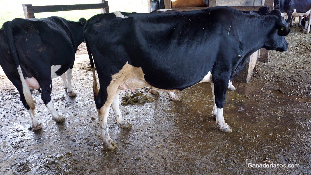 ANÁLISIS COMPARATIVO DE LA SALUD Y COSTO EN EL PERÍODO VACA PARIDA EN RODEOS LECHEROS