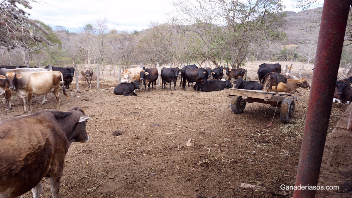 LA ADAPTACIÓN DEL VACUNO DE LECHE AL CAMBIO CLIMÁTICO