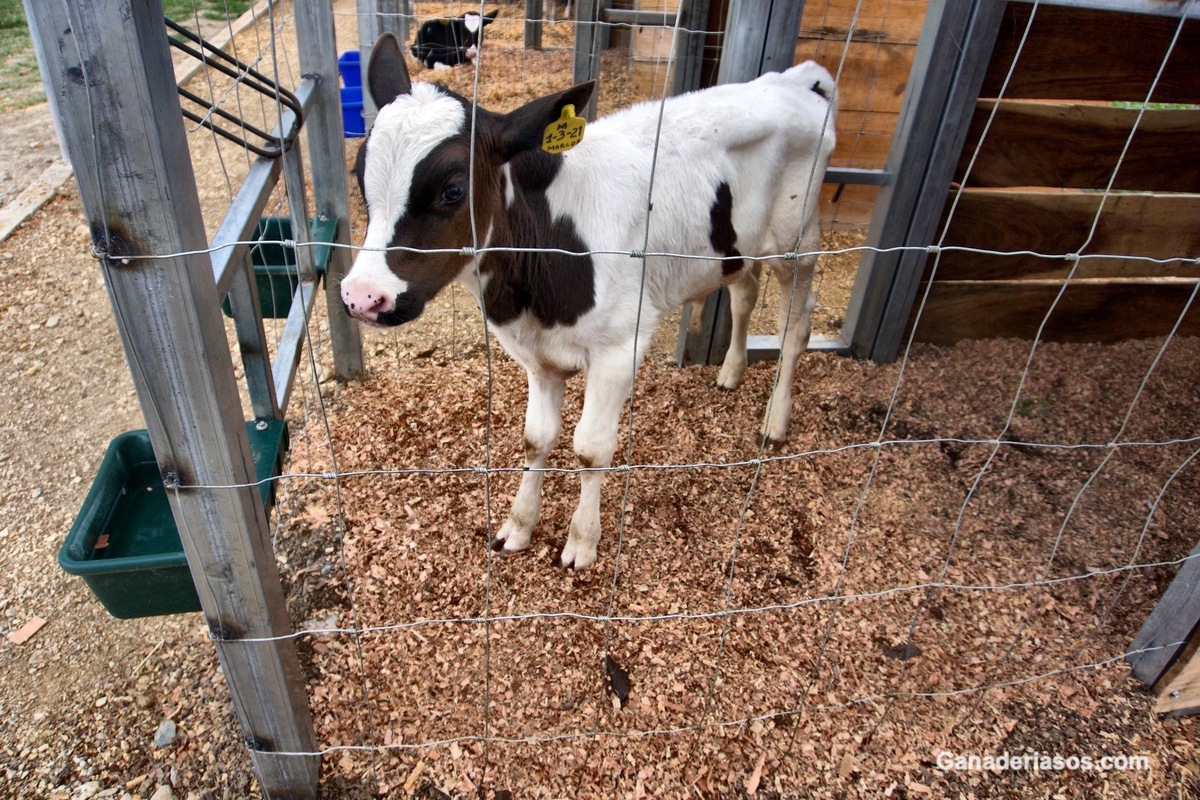 MAMÁ SABE MÁS: LECCIONES DE CUIDADO DE BECERROS APRENDIDAS DE LAS VACAS LECHERAS.