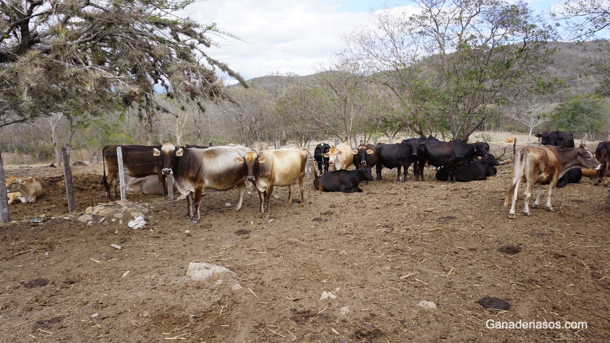 CUIDADOS DE LA VACA LECHERA DURANTE EL PERIODO SECO