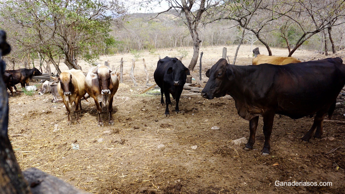 MEDIDAS SENCILLAS PARA REDUCIR EL ESTRÉS POR CALOR EN VACUNO DE LECHE