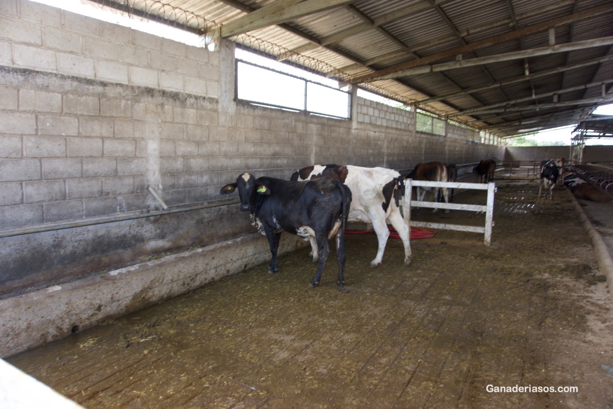 DAÑO EN EL TEJIDO MAMARIO DURANTE LA  MASTITIS BOVINA (PARTE I)