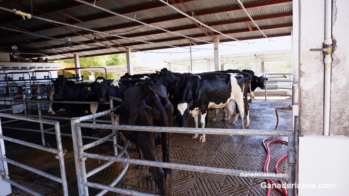 COMPRENDA LA CALIDAD DE LA LECHE Y CÓMO IMPACTA EL FUTURO DE SU LECHERÍA